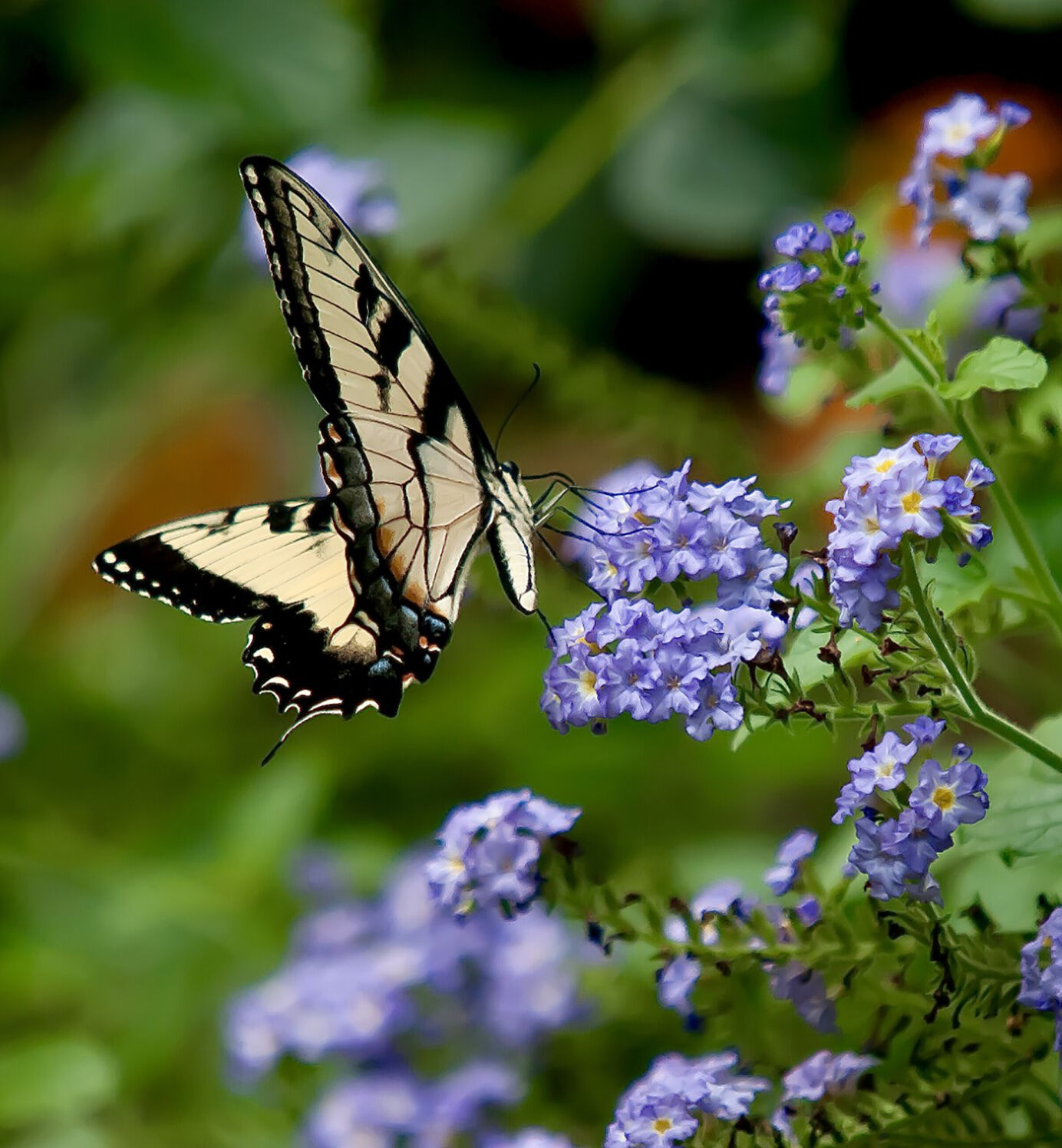 LIFE-HOME-ONGARDENING-5-MCT